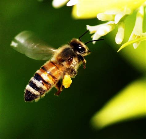 蜜蜂象徵意義|【蜜蜂寓意】蜜蜂的象徵意義：甜蜜、辛勤與生命的啟示